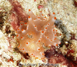 Unique Nudi found at Mabul Island. Olympus E-330 + 50mm M... by Adrian Schokman 